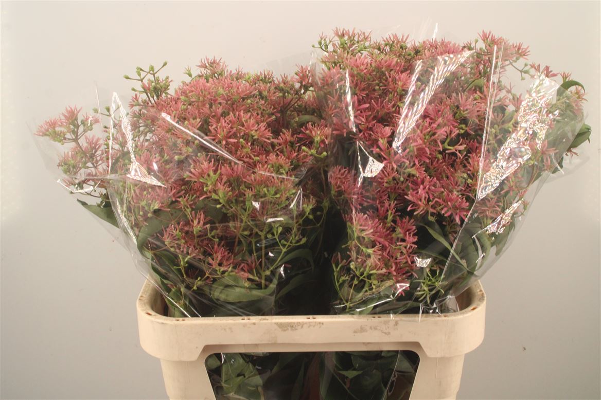 Heptacodium Royale Pink Star 80cm