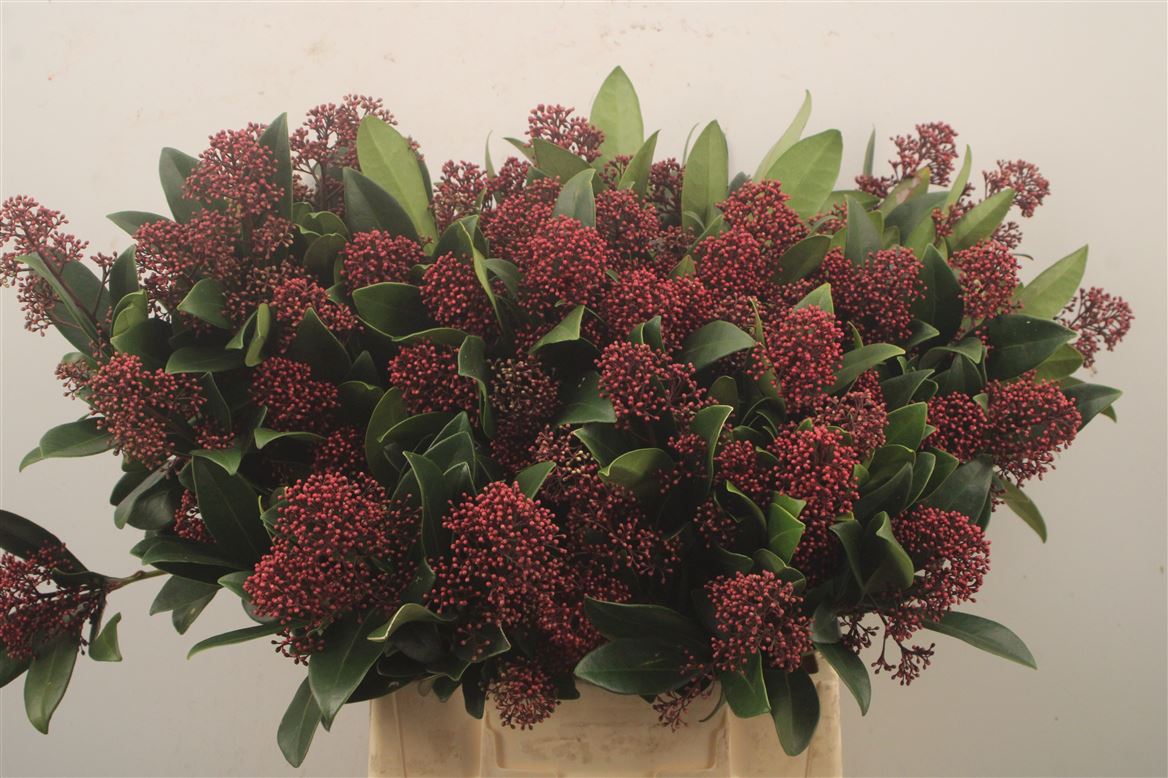 Skimmia Japonica Rubella Per Bunch 45cm