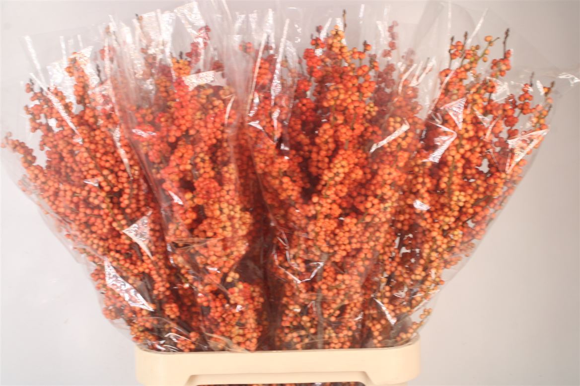 Ilex Verticillata Magical Daydream 100cm