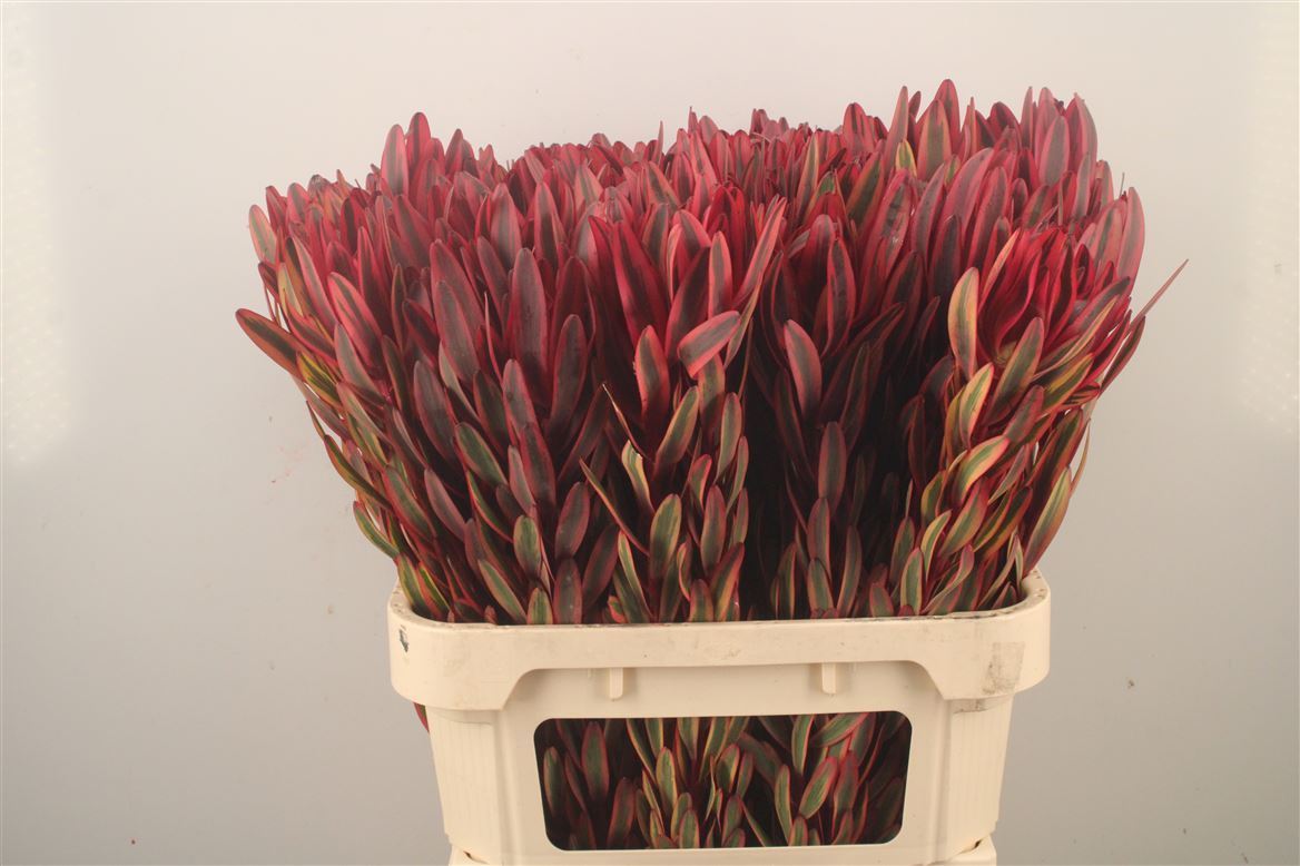 Leucadendron Jester 90cm