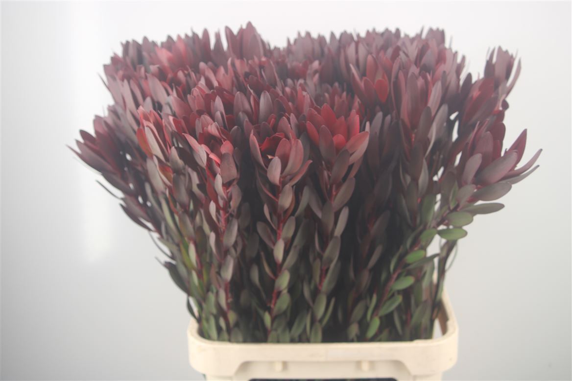 Leucadendron Safari Sunset 110cm