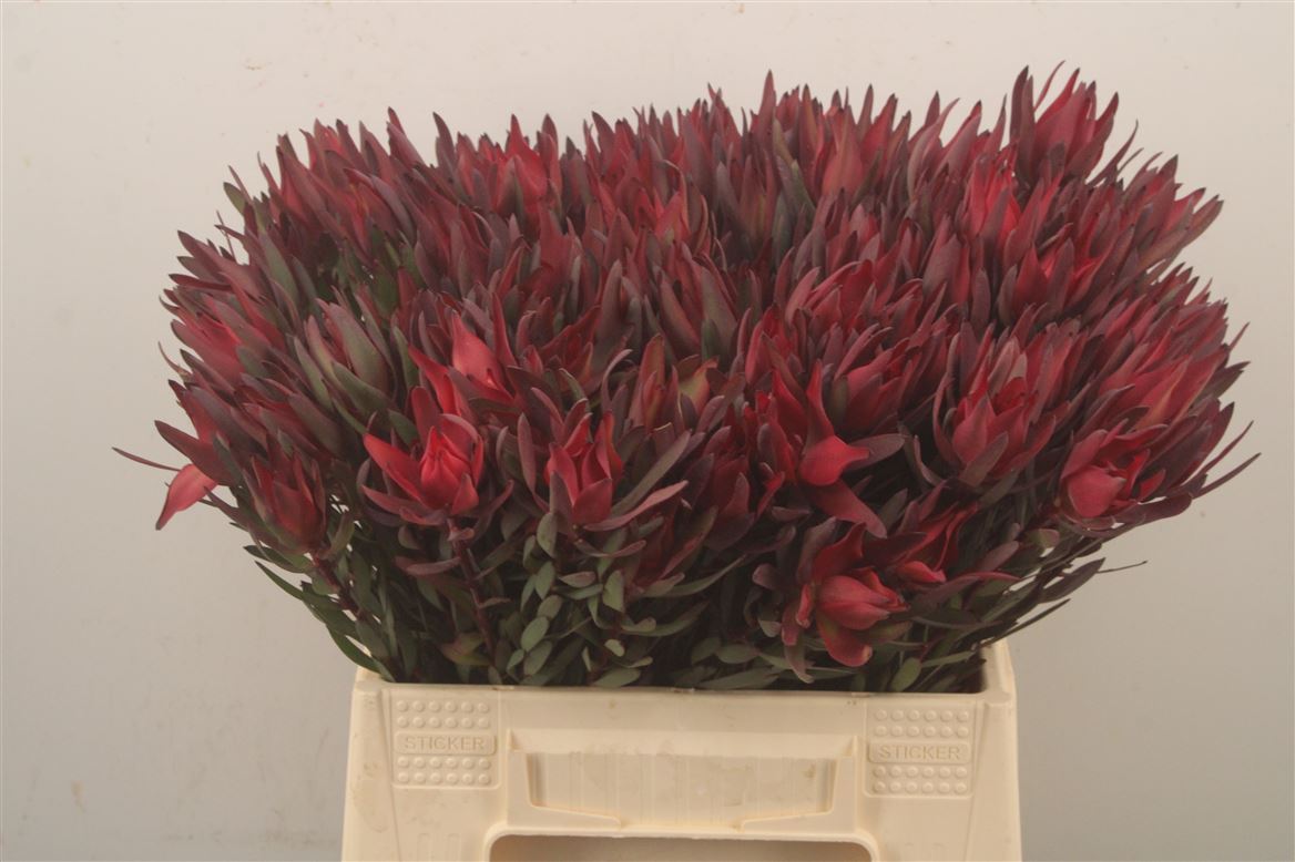 Leucadendron Salignum Blush 60cm