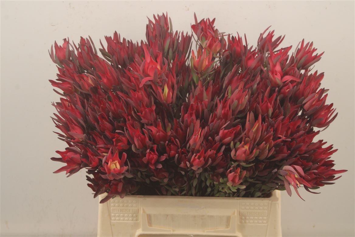 Leucadendron Salignum Blush 40cm