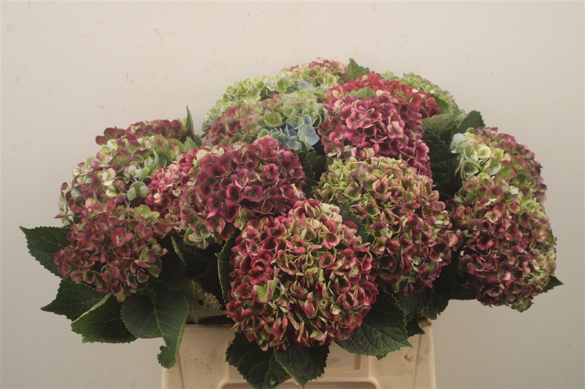 Hydrangea Revolution Classic 40cm 9-11cm Hd