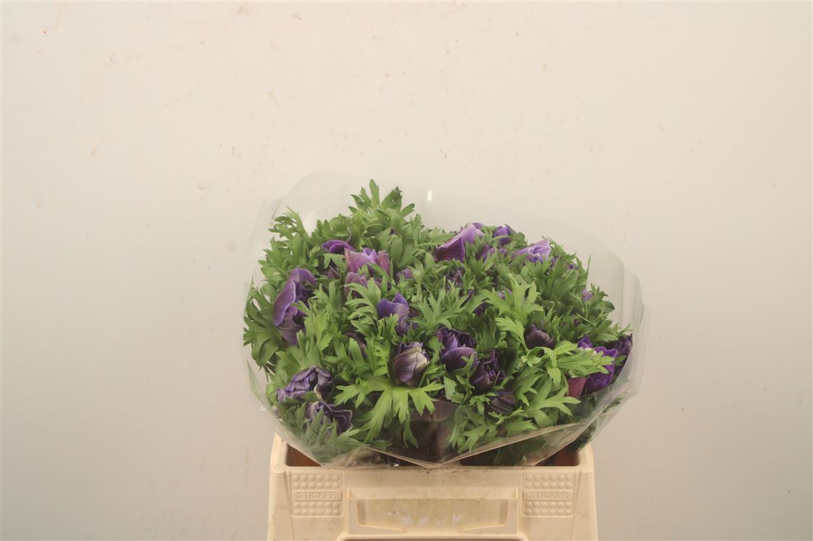 Anemone Coronaria Mistral Plus Dark Blue 40cm