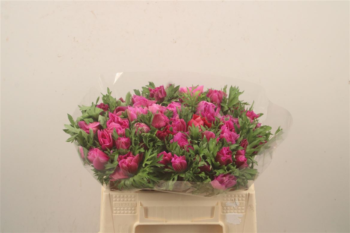 Anemone Coronaria Mistral Plus Fucsia 40cm
