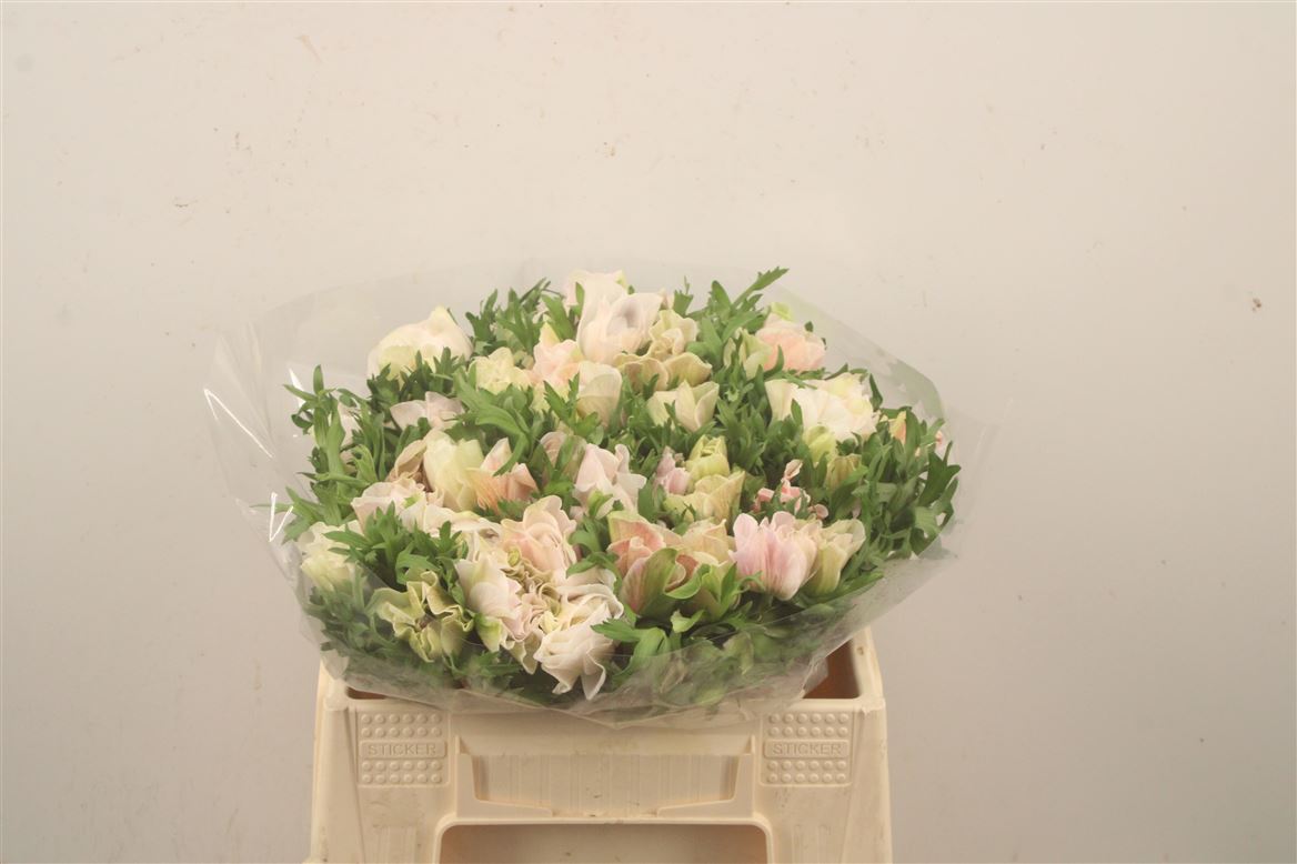 Anemone Coronaria Mistral Plus White 40cm