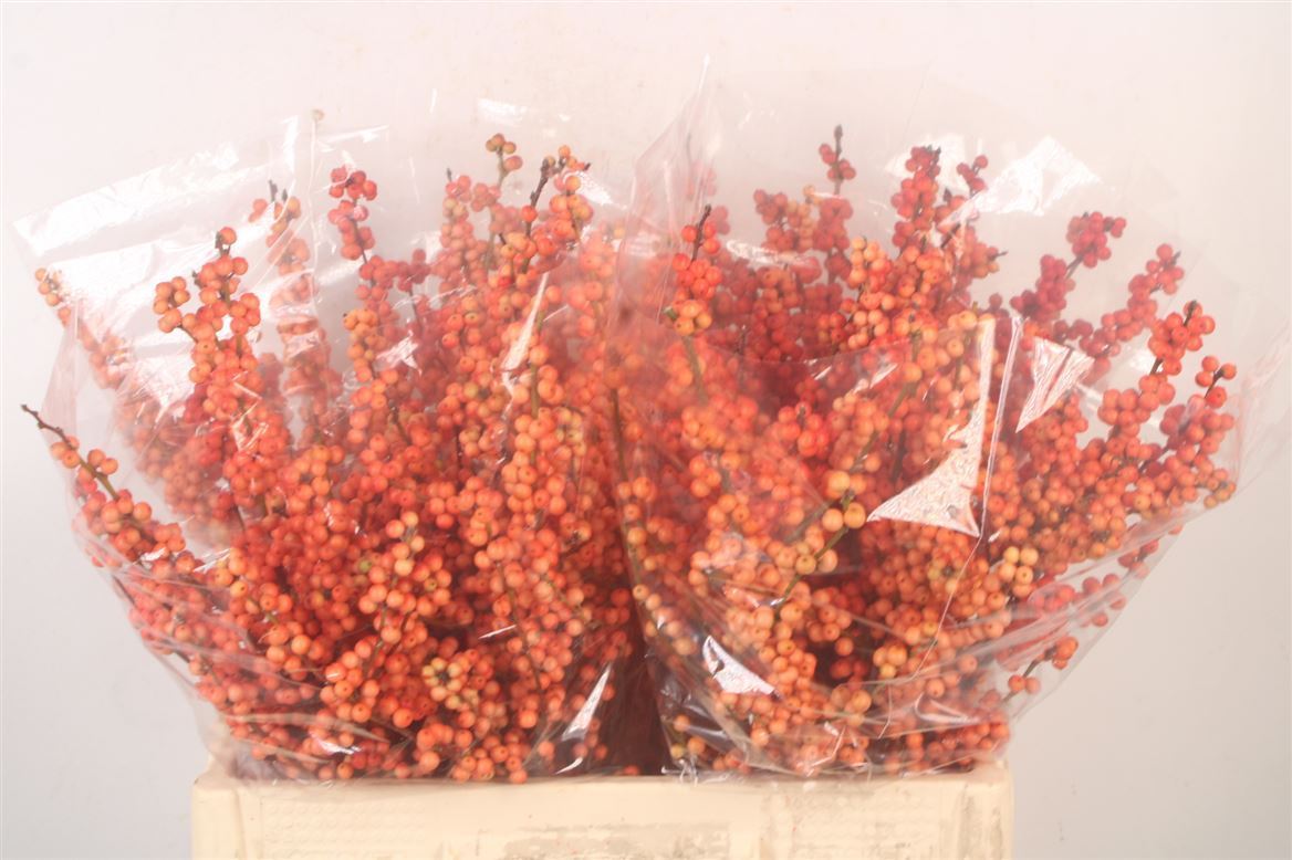 Ilex Verticillata Winter Gold 60cm