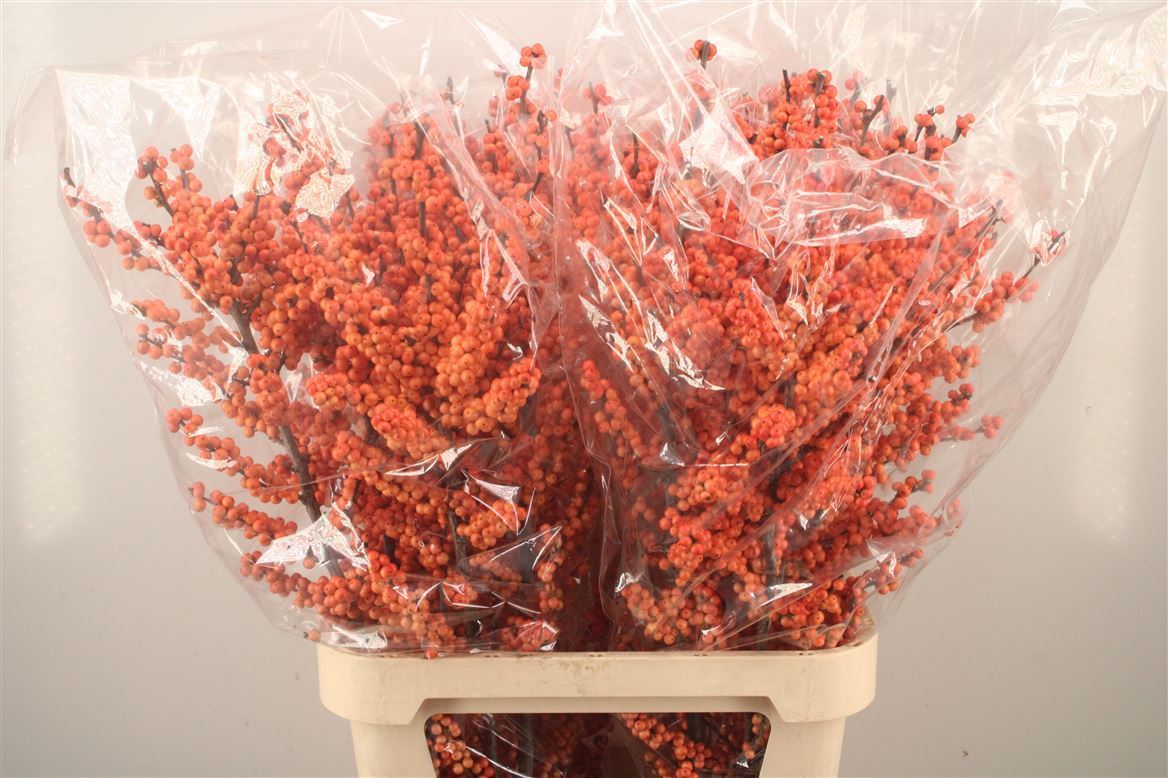 Ilex Verticillata Winter Gold 100cm