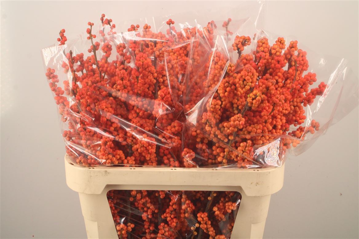 Ilex Verticillata Winter Gold 80cm