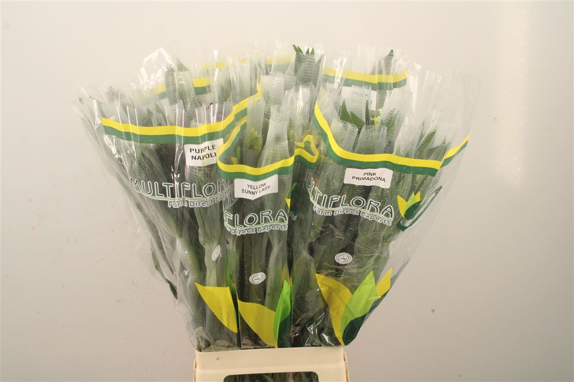 Alstroemeria Adelaide 70cm
