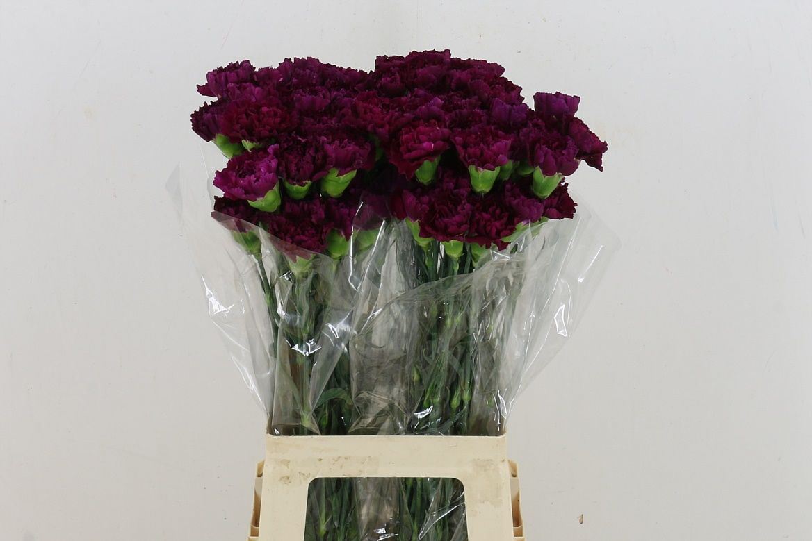 Dianthus Single Golem 70cm