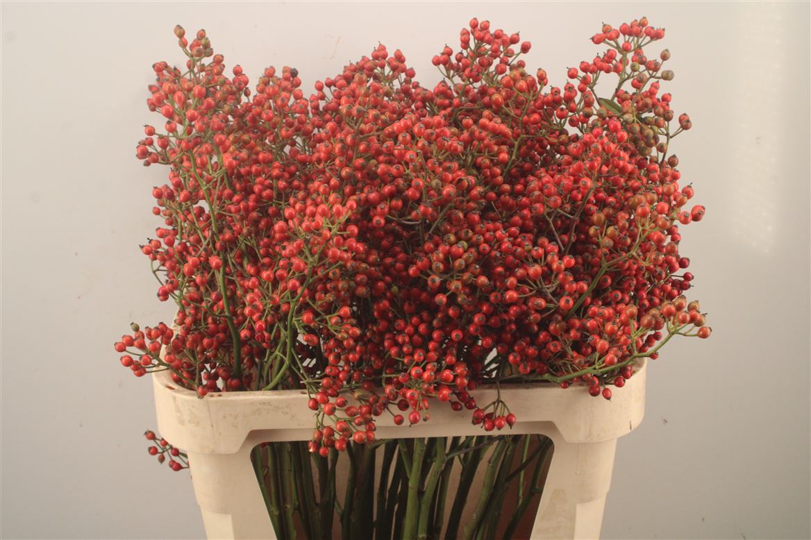 Rosa Autumn Rosefruits 80cm