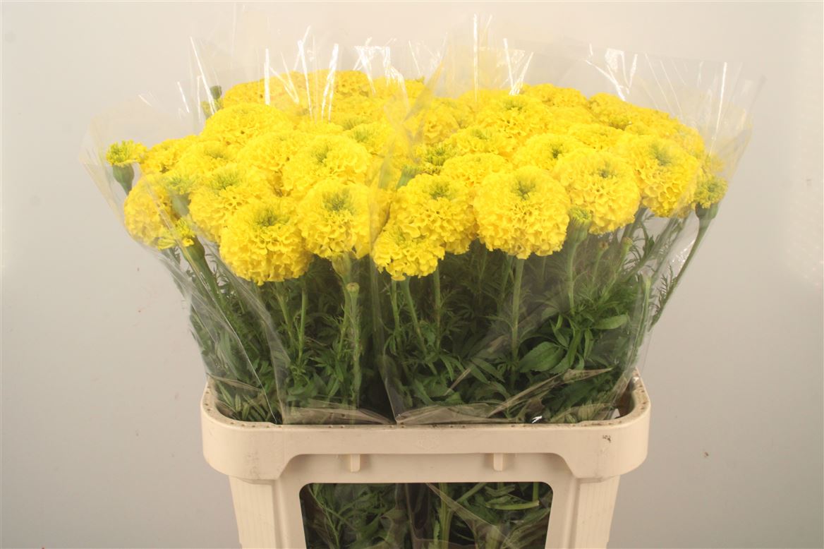 Tagetes Coco Yellow 80cm