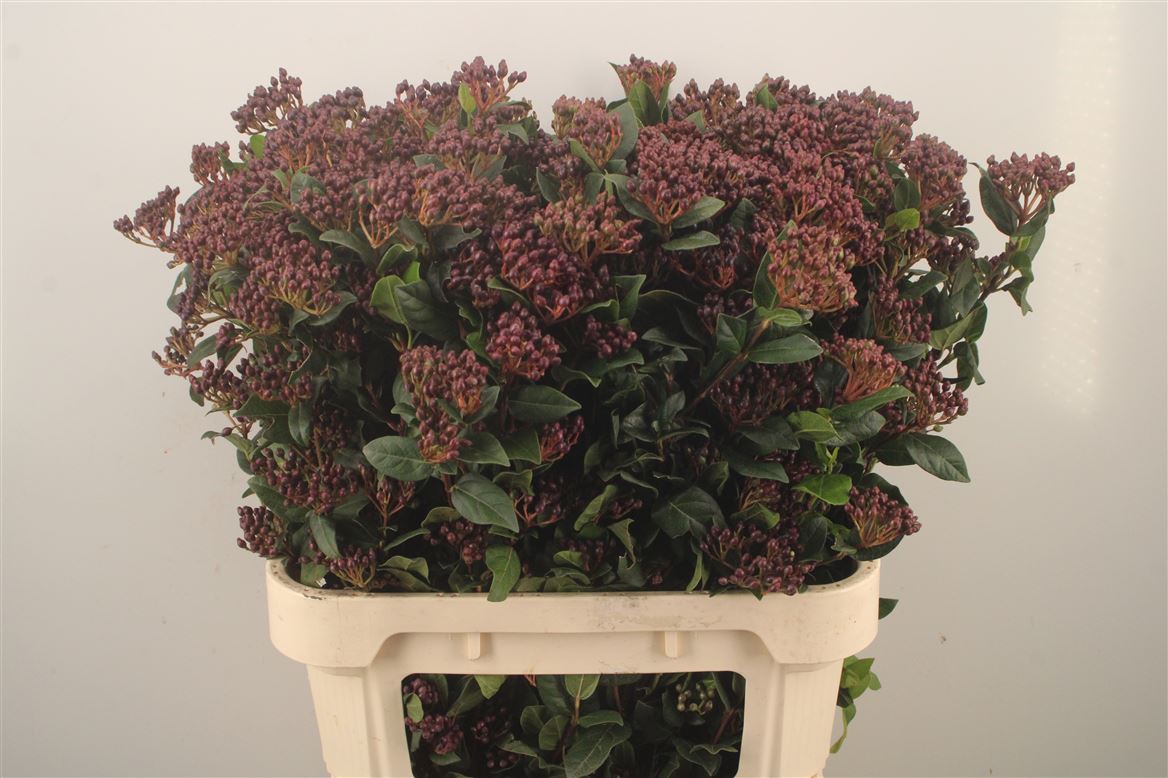 Viburnum Tinus Red Spirit 80cm