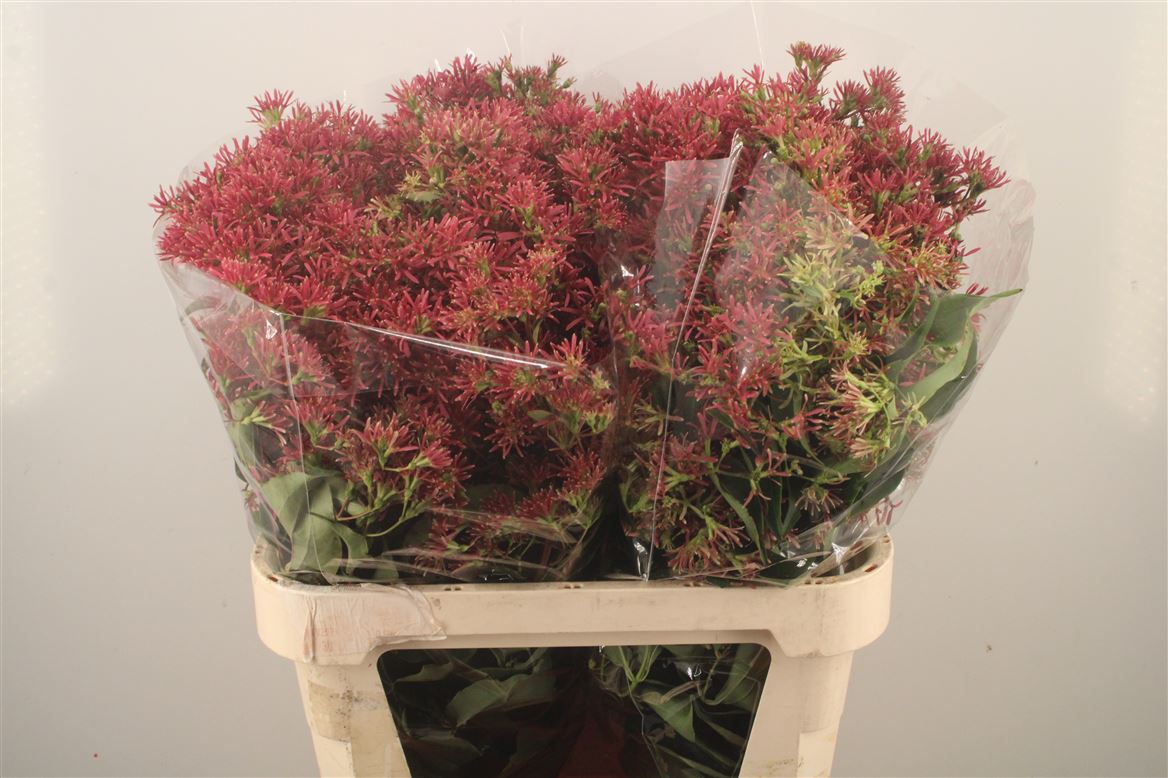Heptacodium Royale Red Star 80cm