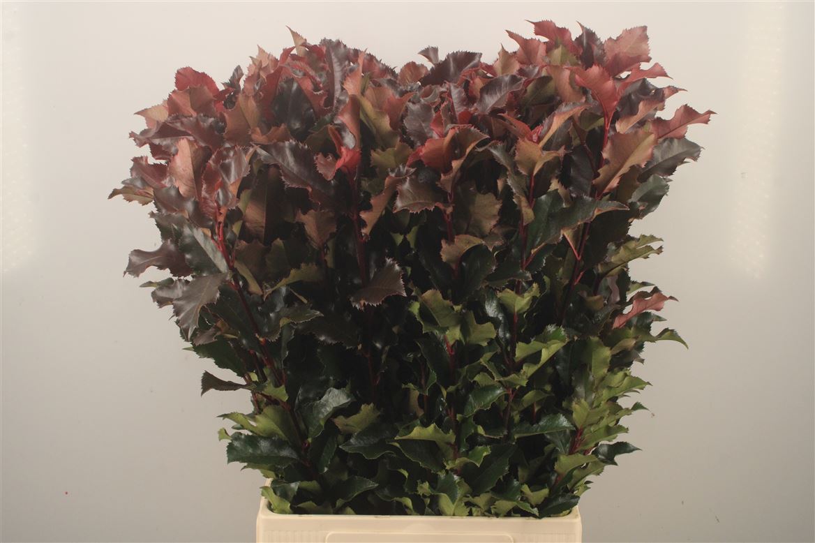 Photinia Mag Volcano 80cm