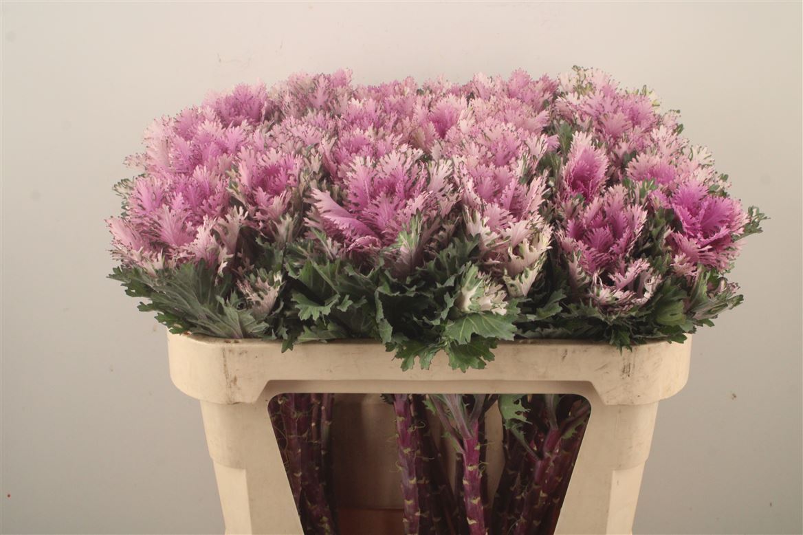 Brassica Rigel 70cm
