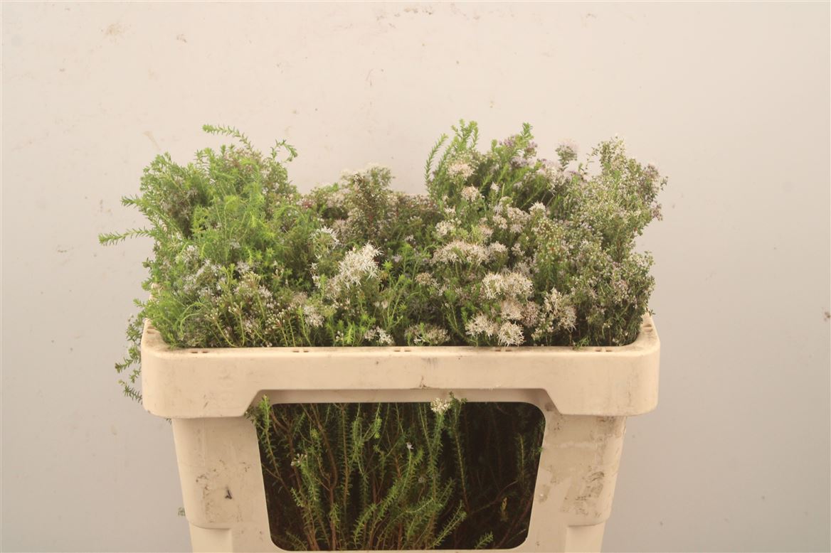 Agathosma Ovata Witte Klip 50cm