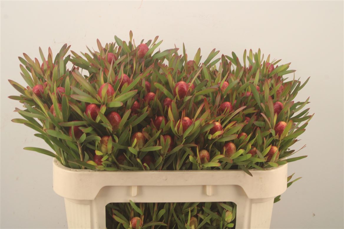 Leucadendron Ayoba Cherry Pearl 70cm Spray
