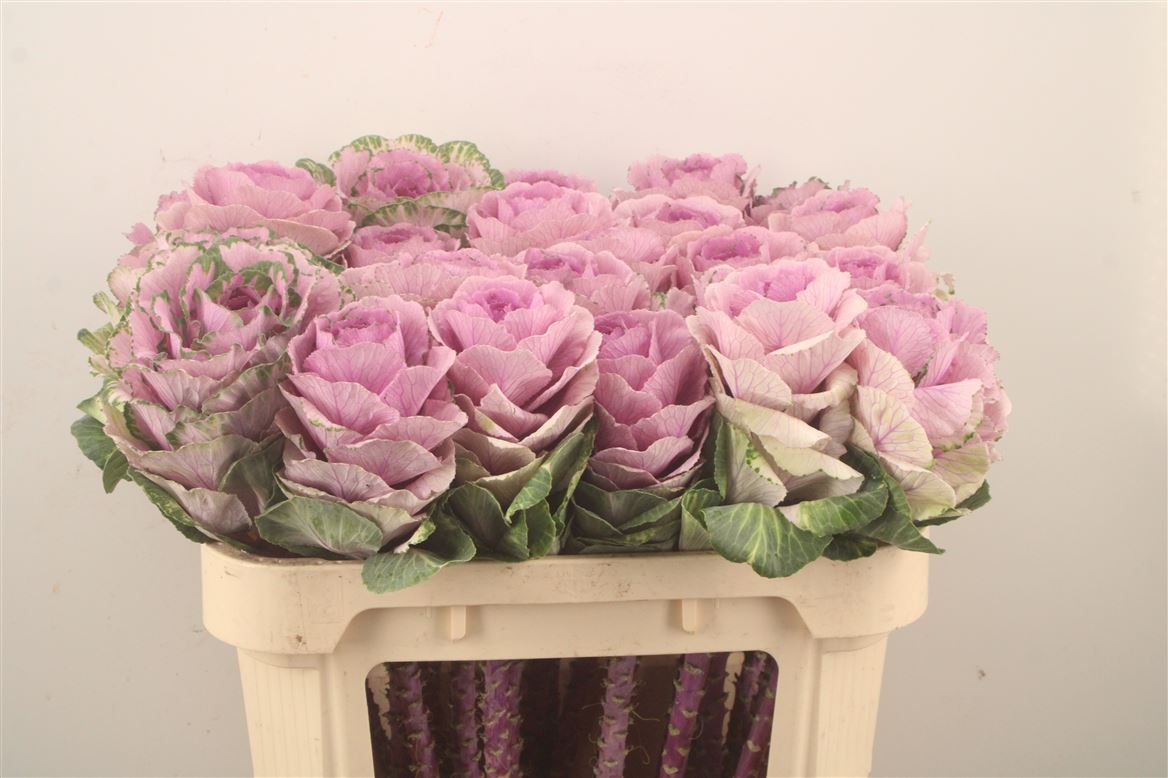 Brassica Crane Pink 70cm