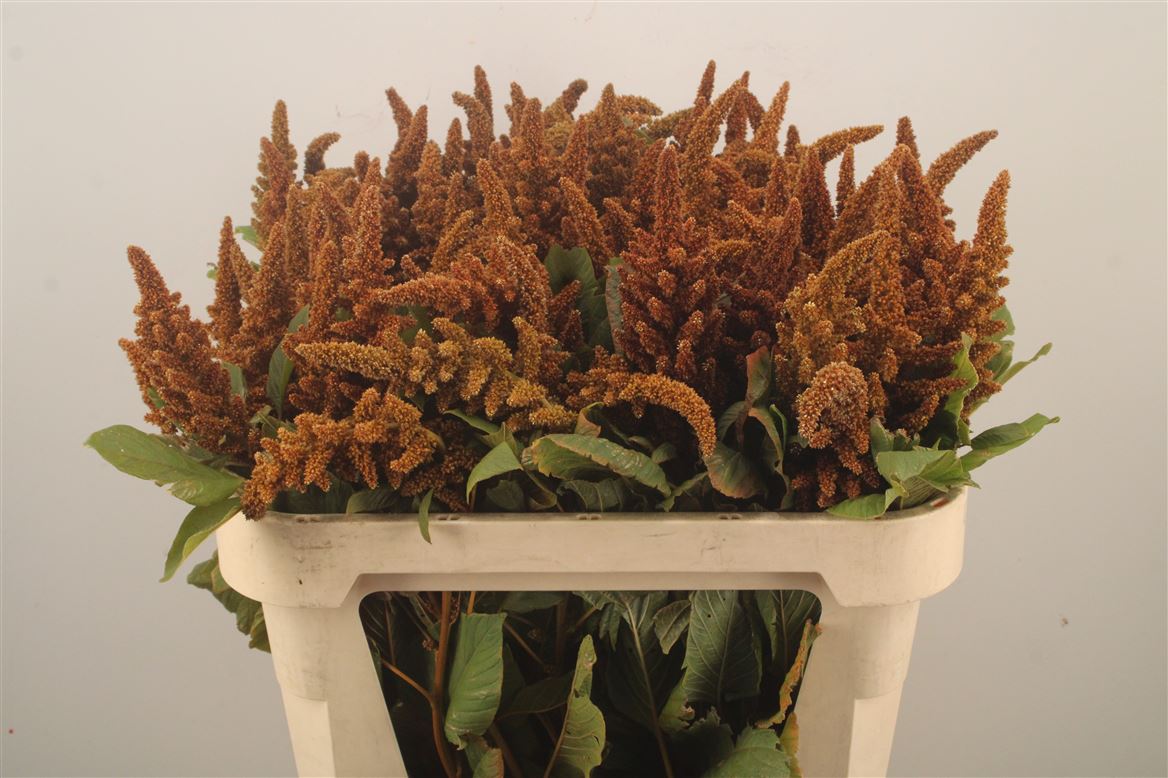 Amaranthus Cruentus Hot Biscuits 70cm