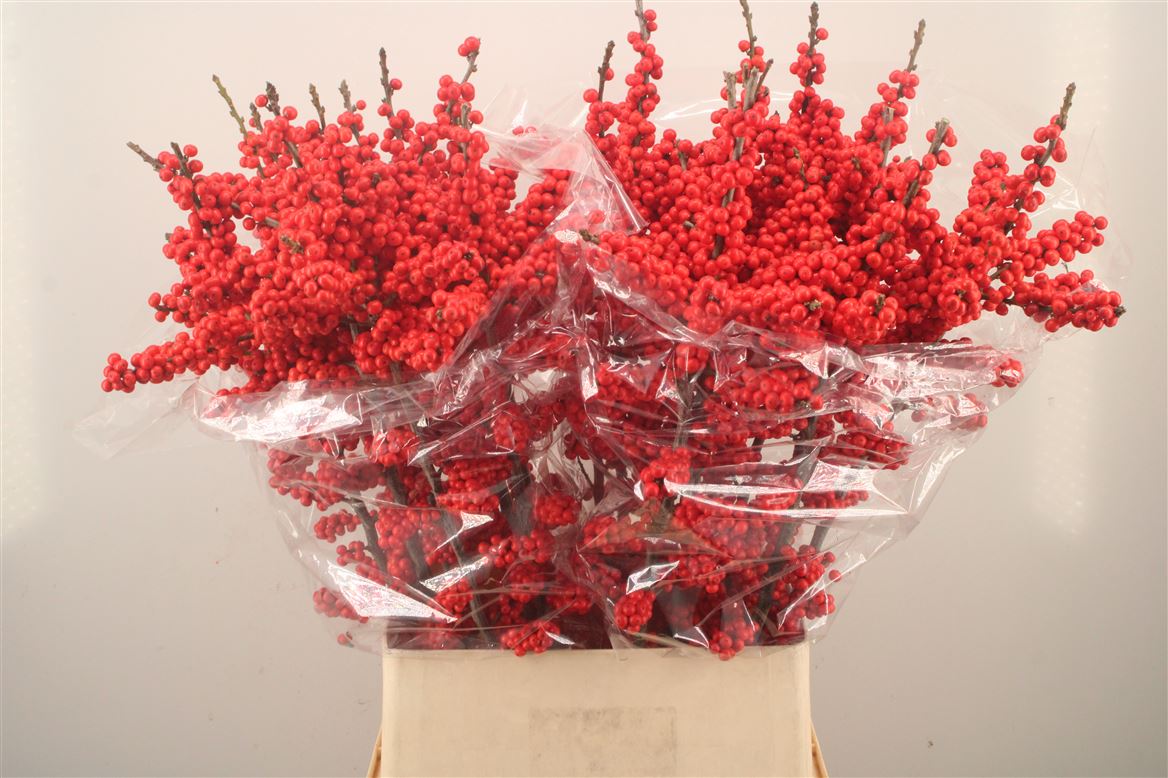 Ilex Verticillata Brit Buys 100cm