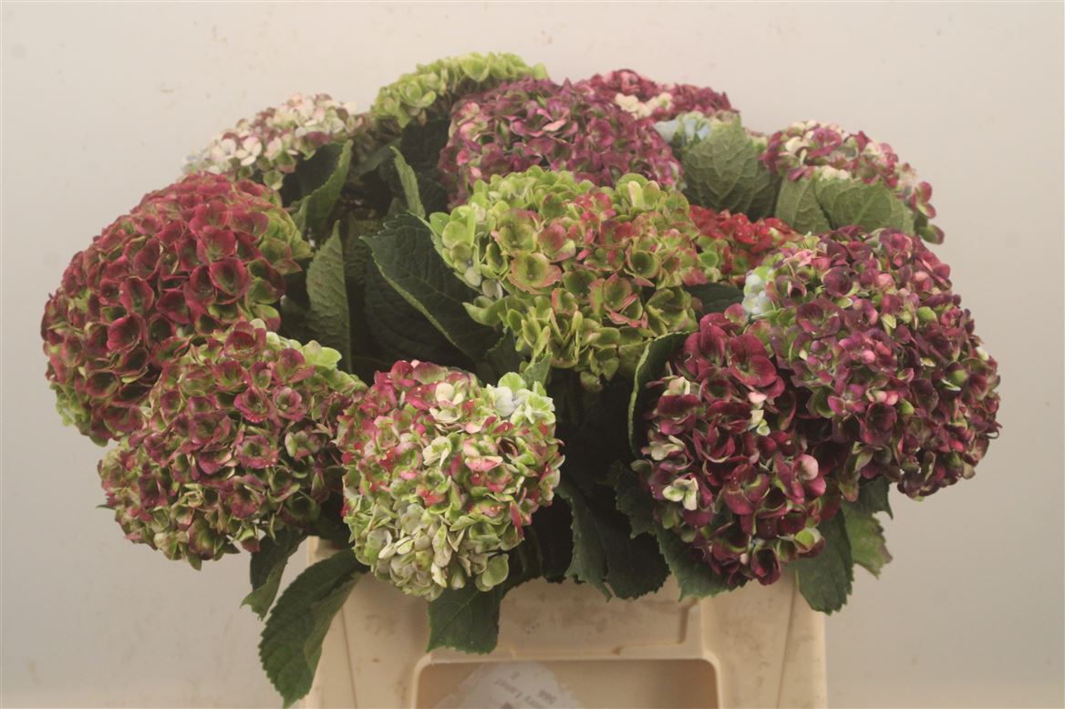 Hydrangea Revolution Classic 40cm 9-11cm Hd