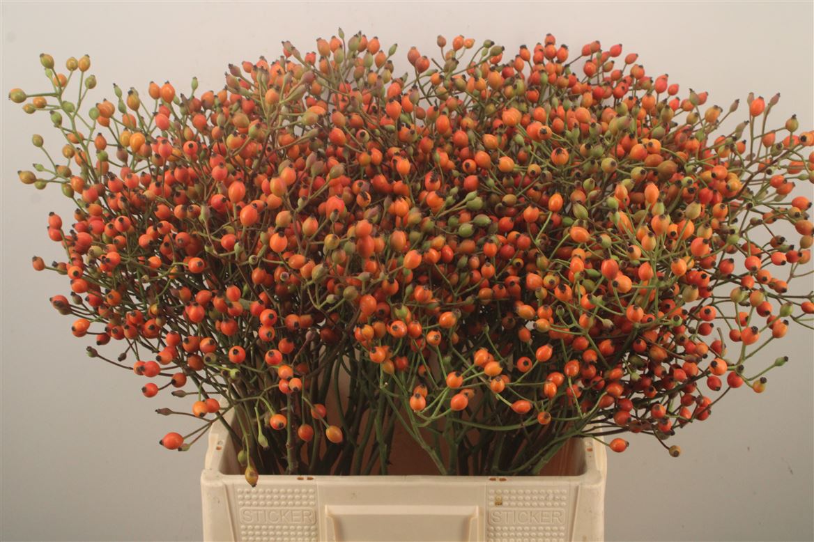 Rosa Magical Miracle 60cm