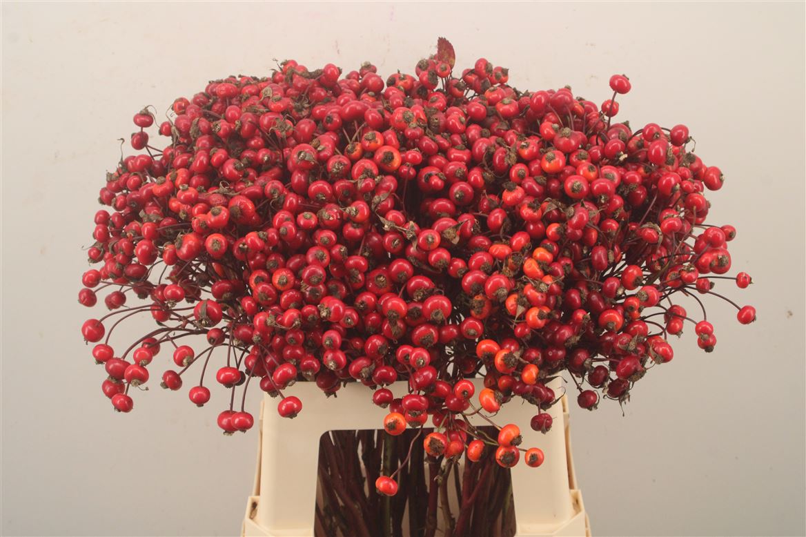 Rosa Red Hooijdonk 60cm