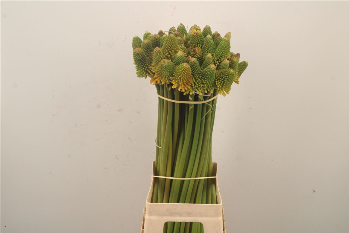 Kniphofia Magical Happy Halloween 70cm