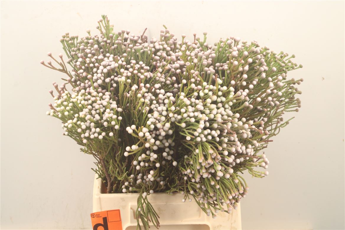Brunia Noduliflora 40cm