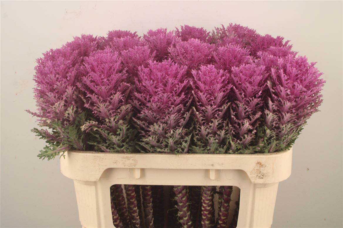 Brassica Crane Queen 70cm