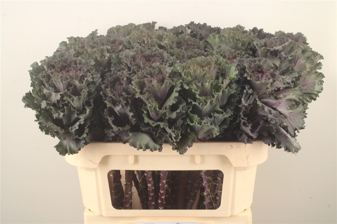 Brassica Black Angel 70cm