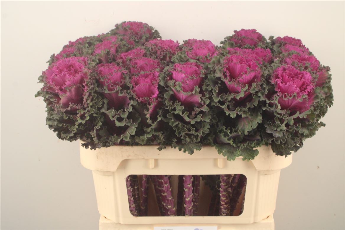 Brassica Crane Ruffle Red 70cm