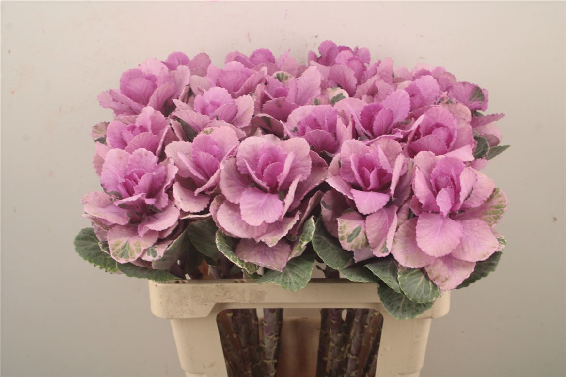 Brassica Empire Olga Pink 60cm