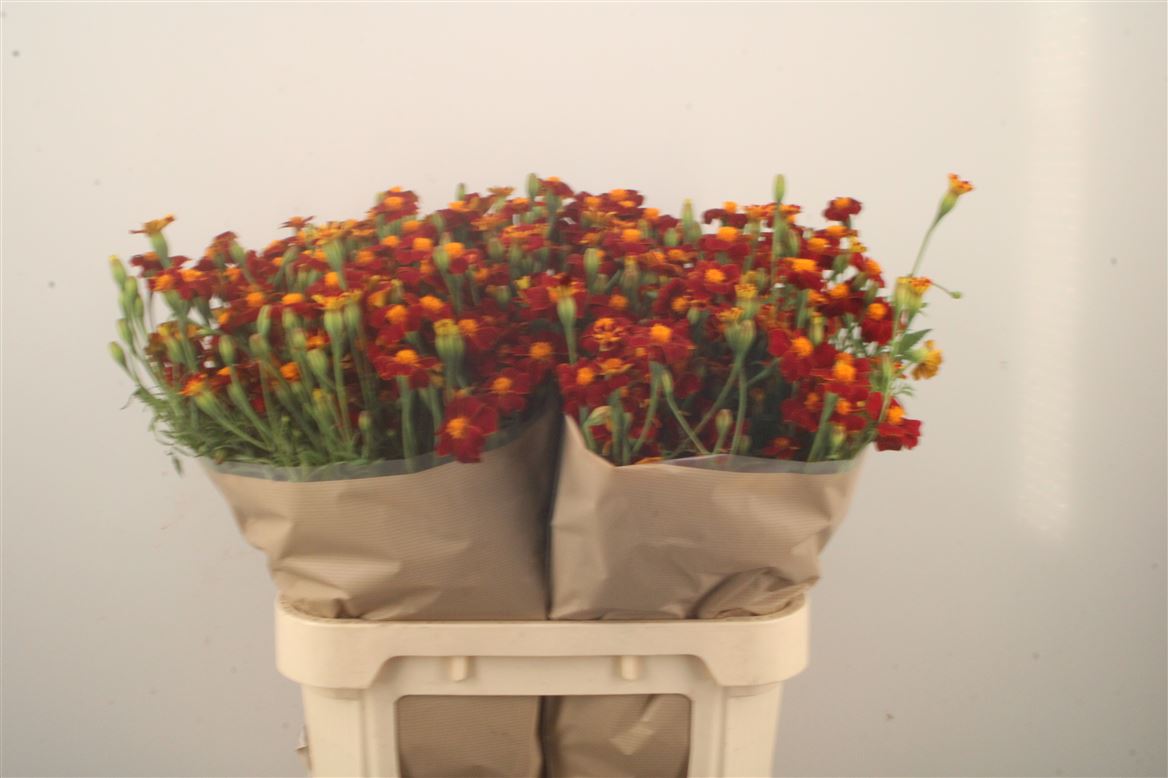 Tagetes Burning Embers 80cm