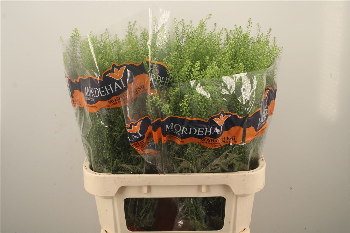 Lepidium Ruderale Green Bell 80cm 25gr.