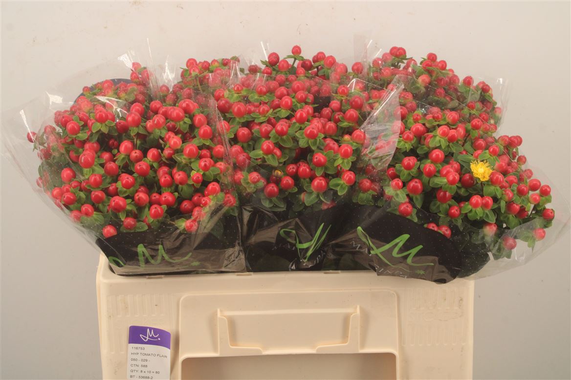 Hypericum Tomato Flair 50cm