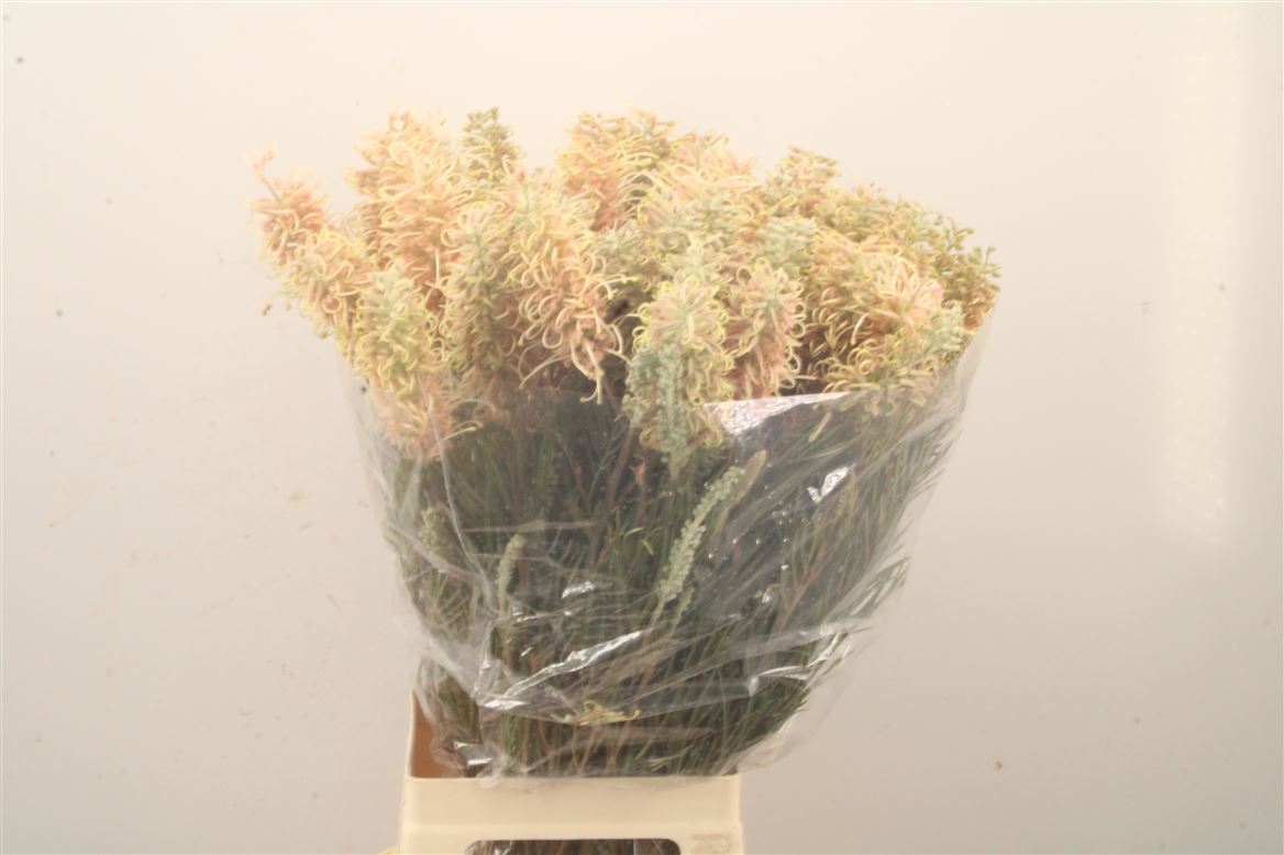 Grevillea Cal Gem 80cm