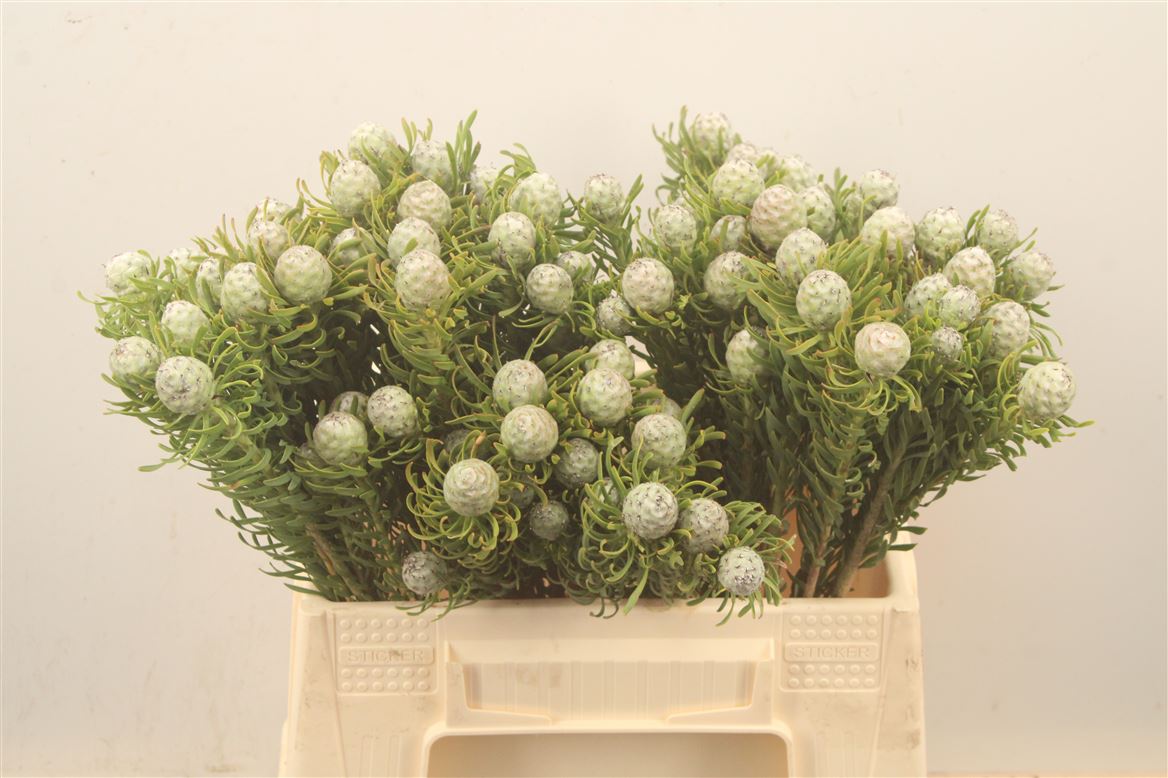 Leucadendron Spray Ayoba Jade Pearl 40cm