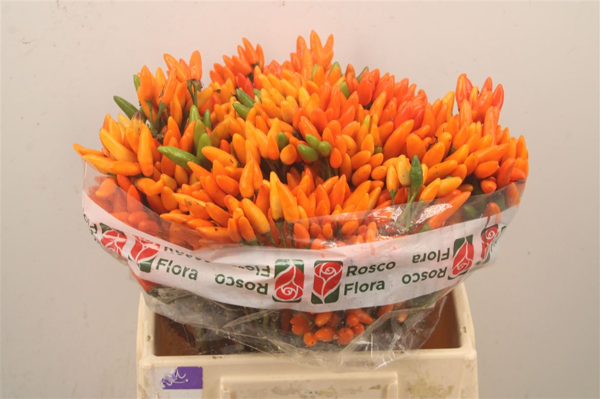 Capsicum Orange Fire 40cm