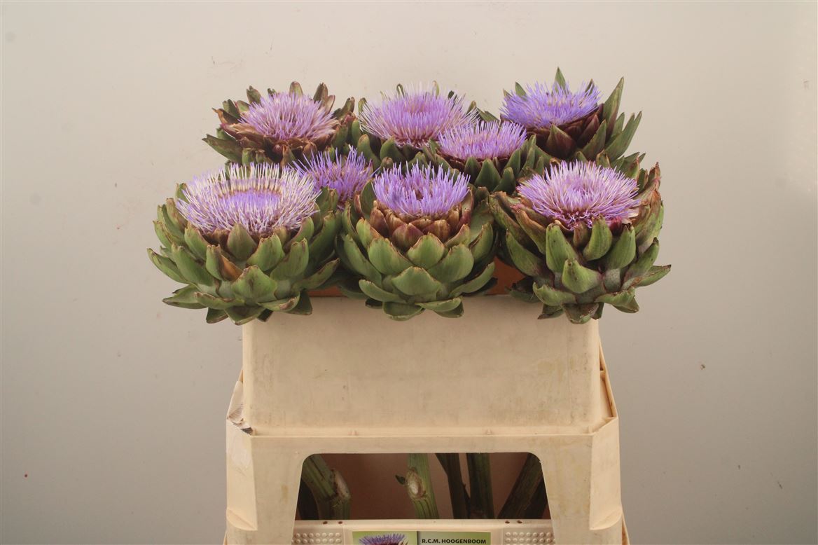 Cynara Scolymus 70cm