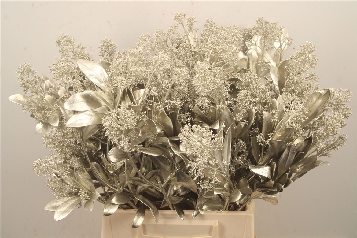 Skimmia Painted 45cm