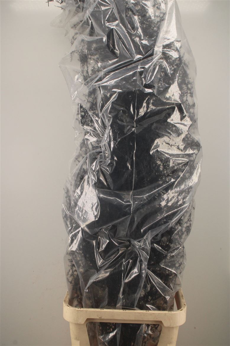 Ov Colrbehandeld 110cm