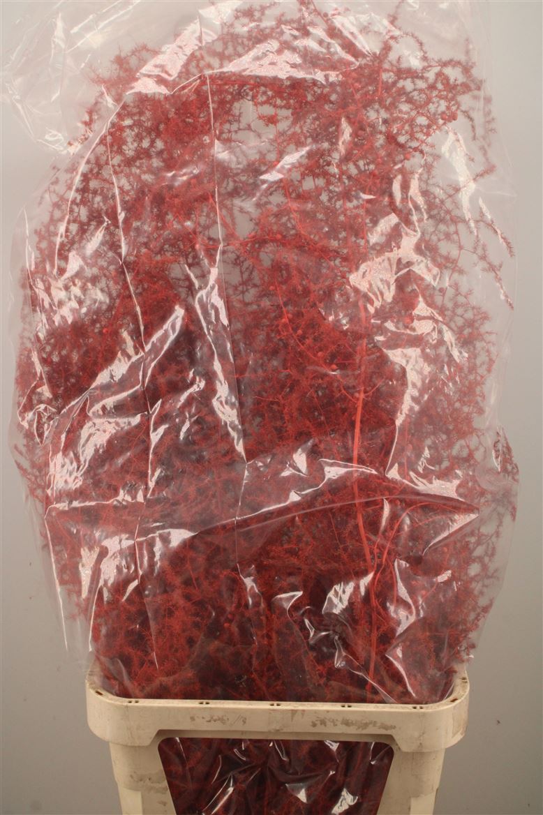 Ov Colrbehandeld 110cm