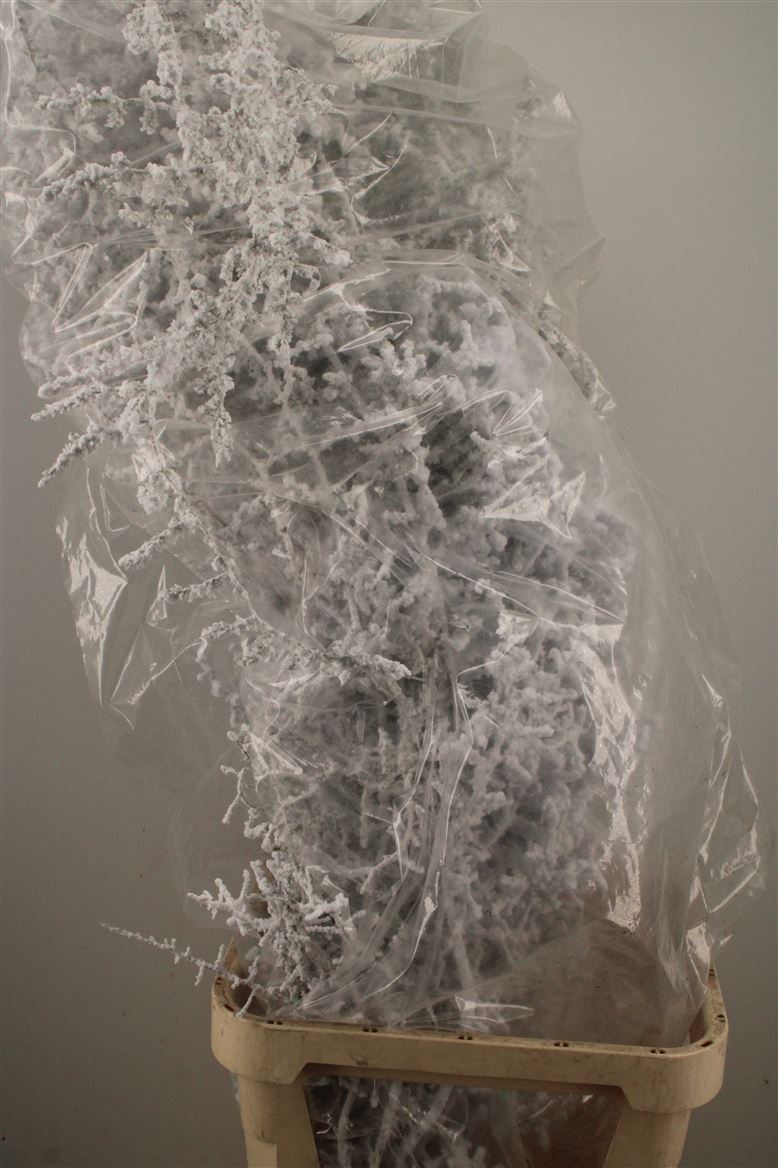 Ov Colrbehandeld 110cm