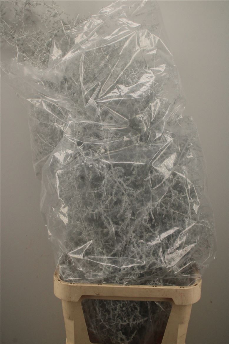 Ov Colrbehandeld 110cm