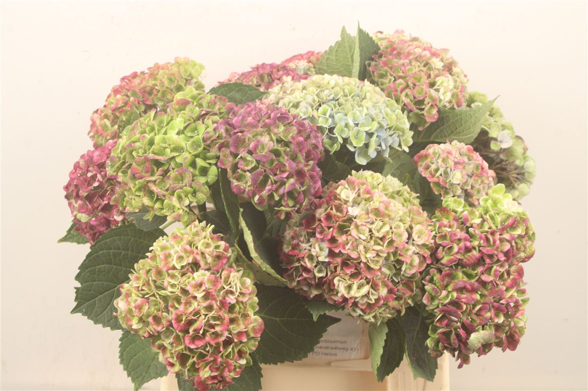 Hydrangea Revolution Classic 40cm 9-11cm Hd