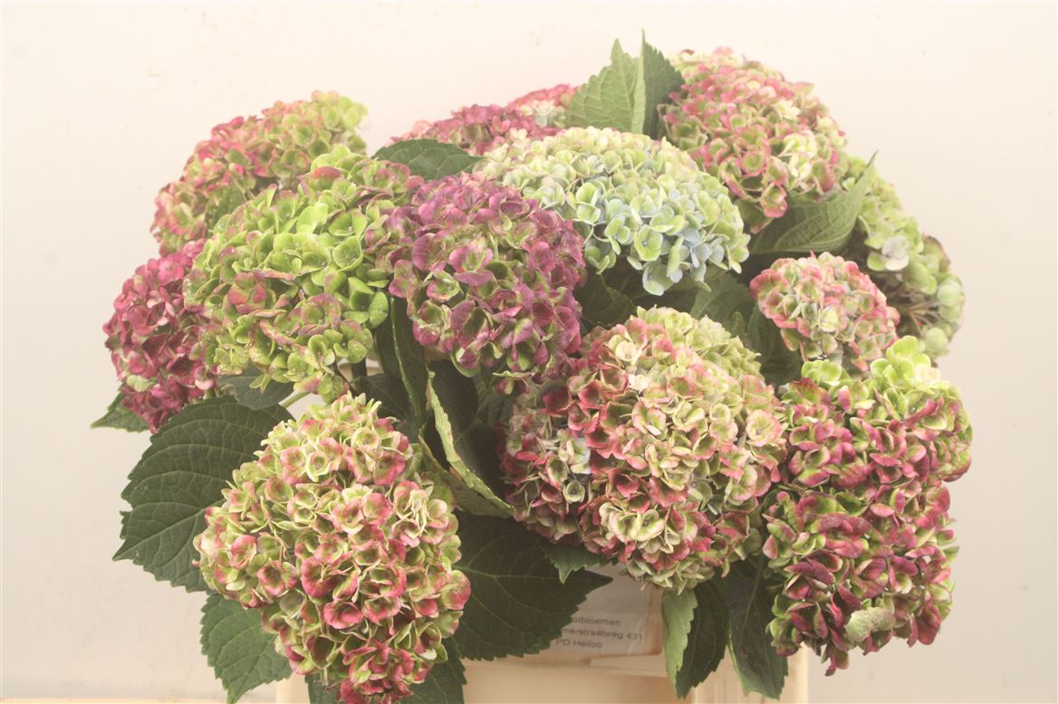 Hydrangea Revolution Classic 40cm 9-11cm Hd